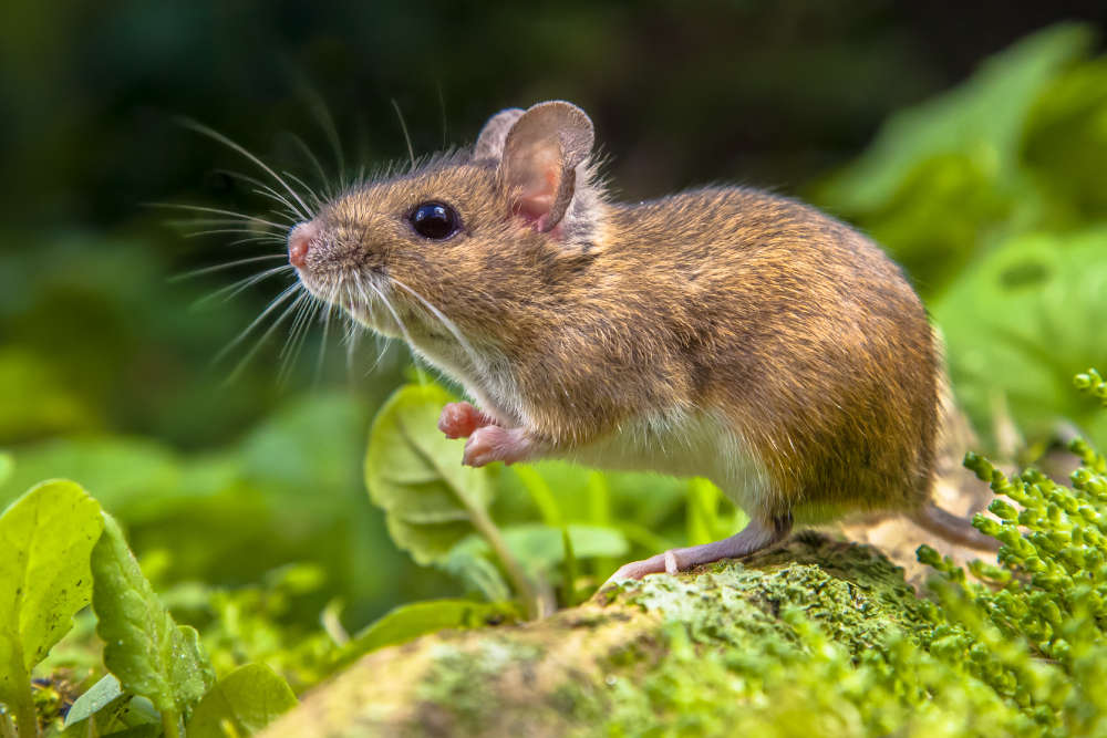 Rats Control Services in Delhi NCR