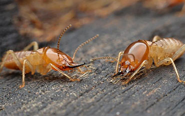 Termite control Service in Delhi NCR