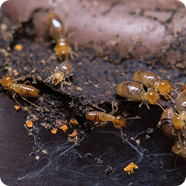 Termite Control Service in Delhi NCR